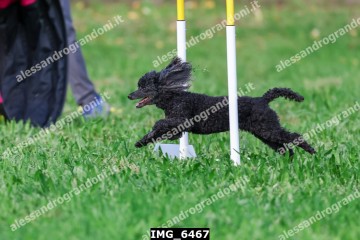 IMG_6467.jpg