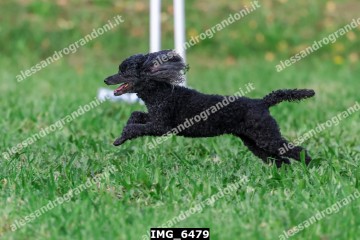 IMG_6479.jpg
