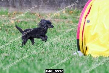 IMG_6536.jpg