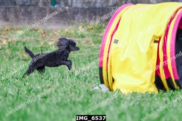 IMG_6537.jpg