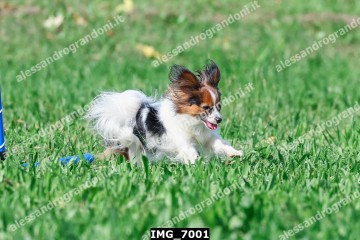 IMG_7001.jpg