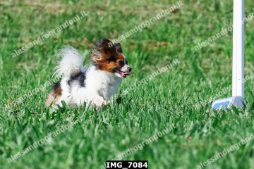 IMG_7084.jpg