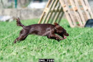 IMG_7185.jpg