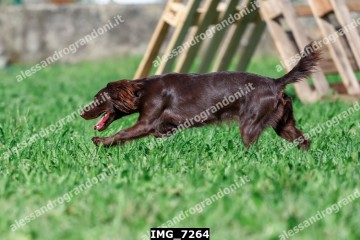 IMG_7264.jpg