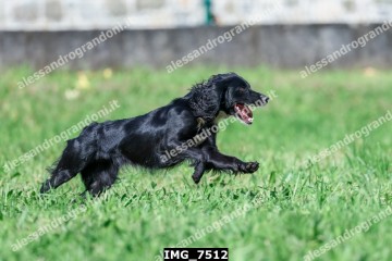 IMG_7512.jpg