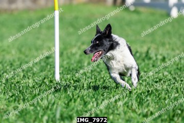 IMG_7972.jpg