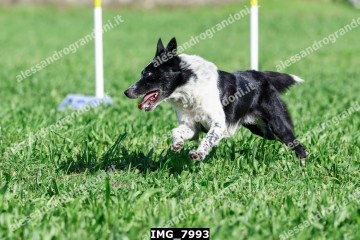 IMG_7993.jpg