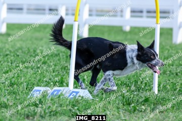 IMG_8211.jpg