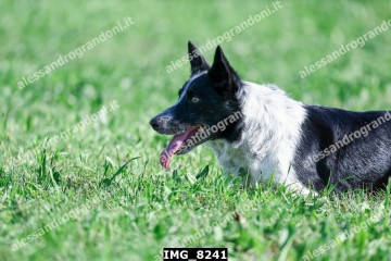 IMG_8241.jpg
