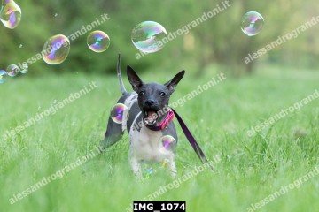 IMG_1074.jpg