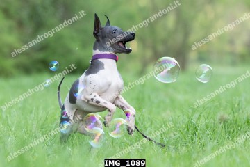 IMG_1089.jpg