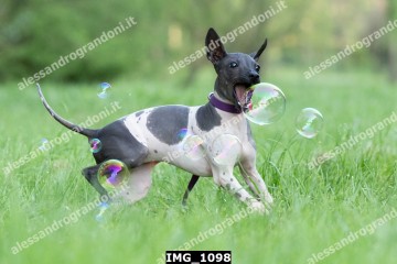 IMG_1098.jpg