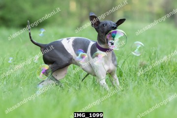 IMG_1099.jpg