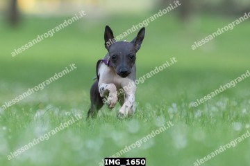 IMG_1650.jpg