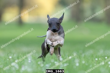 IMG_1663.jpg