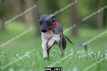 IMG_1812.jpg