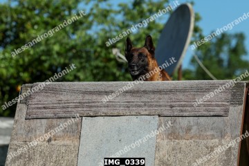 IMG_0339.jpg