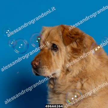496A6264.jpg