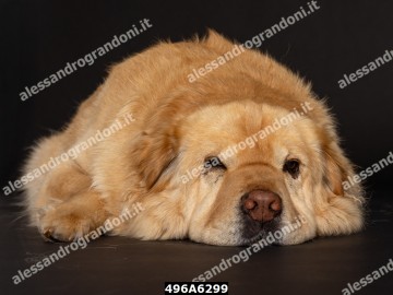 496A6299.jpg