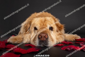 496A6309.jpg
