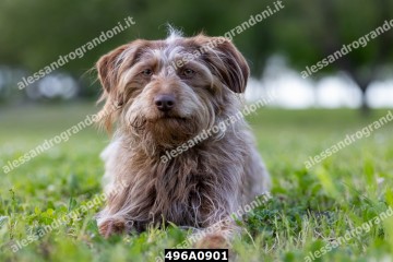 496A0901.jpg