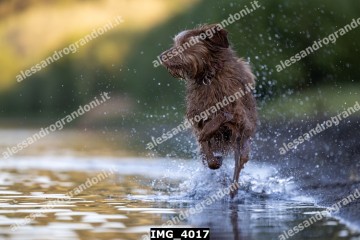 IMG_4017.jpg