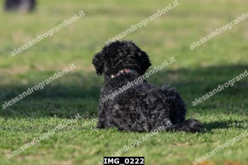 IMG_0222.jpg