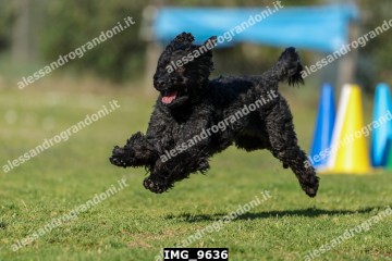 IMG_9636.jpg