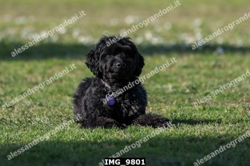 IMG_9801.jpg