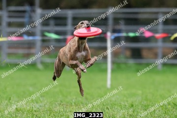 IMG_2323.jpg