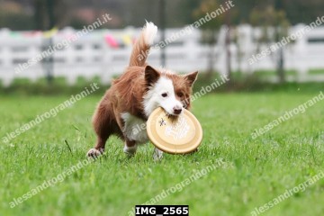 IMG_2565.jpg