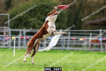 IMG_3667.jpg