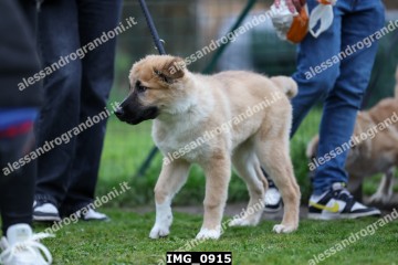 IMG_0915.jpg