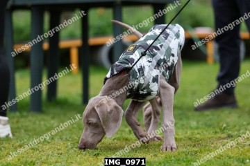 IMG_0971.jpg