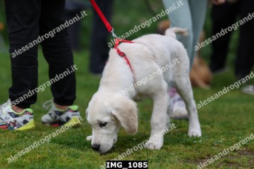 IMG_1085.jpg