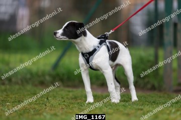 IMG_1167.jpg
