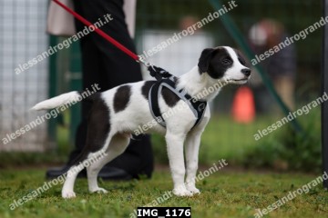 IMG_1176.jpg