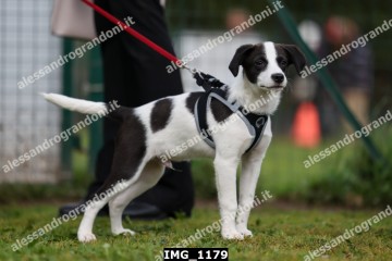IMG_1179.jpg