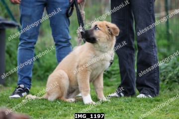 IMG_1197.jpg