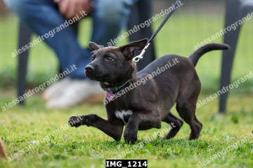 IMG_1214.jpg