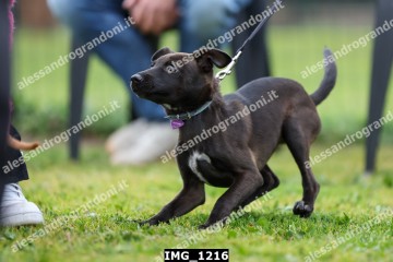 IMG_1216.jpg