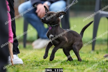IMG_1220.jpg