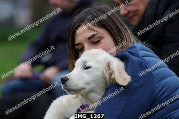 IMG_1267.jpg