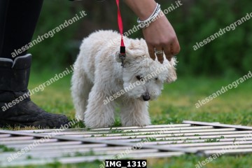 IMG_1319.jpg