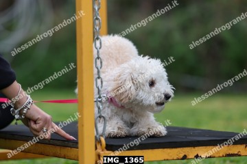 IMG_1365.jpg