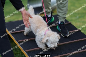 IMG_1558.jpg