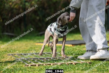 IMG_1946.jpg
