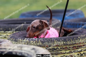 IMG_2350.jpg