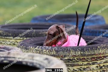 IMG_2356.jpg