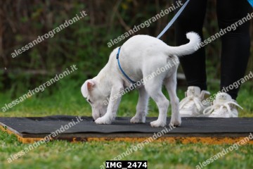 IMG_2474.jpg